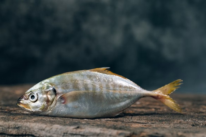 Omega-3 Fischöl Kapseln und Öl Unterschiede